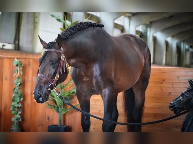 PRE Croisé Étalon 6 Ans 176 cm Bai brun in HEUVELLAND