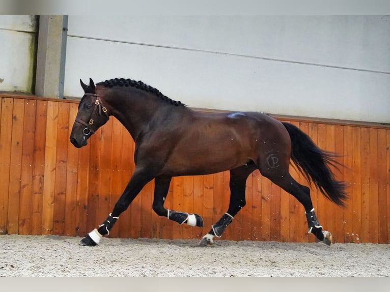 PRE Croisé Étalon 6 Ans 176 cm Bai brun in HEUVELLAND