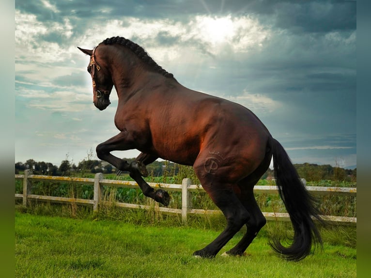 PRE Croisé Étalon 6 Ans 176 cm Bai brun in HEUVELLAND