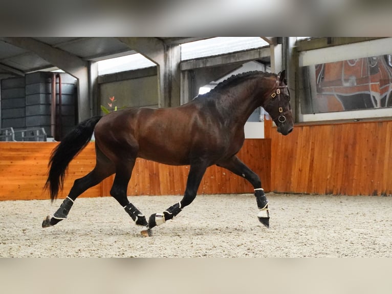 PRE Croisé Étalon 6 Ans 176 cm Bai brun in HEUVELLAND