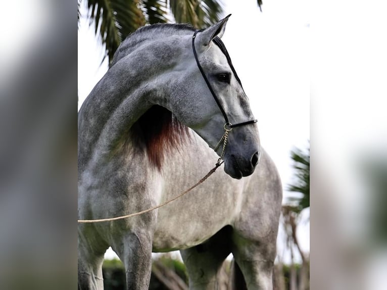 PRE Étalon 6 Ans 177 cm Gris in Valldoriolf (Vilanova Del Valles)