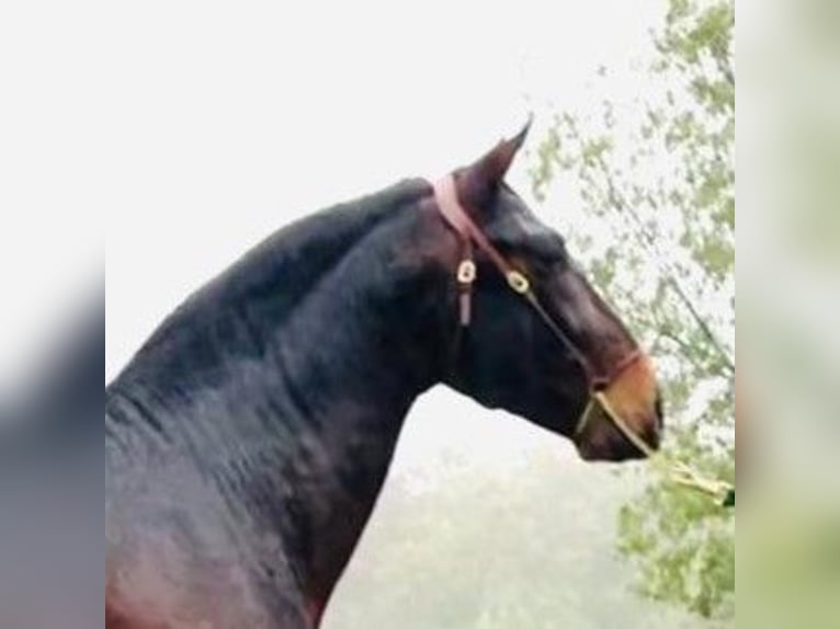 PRE Croisé Étalon 6 Ans Bai cerise in MADRID