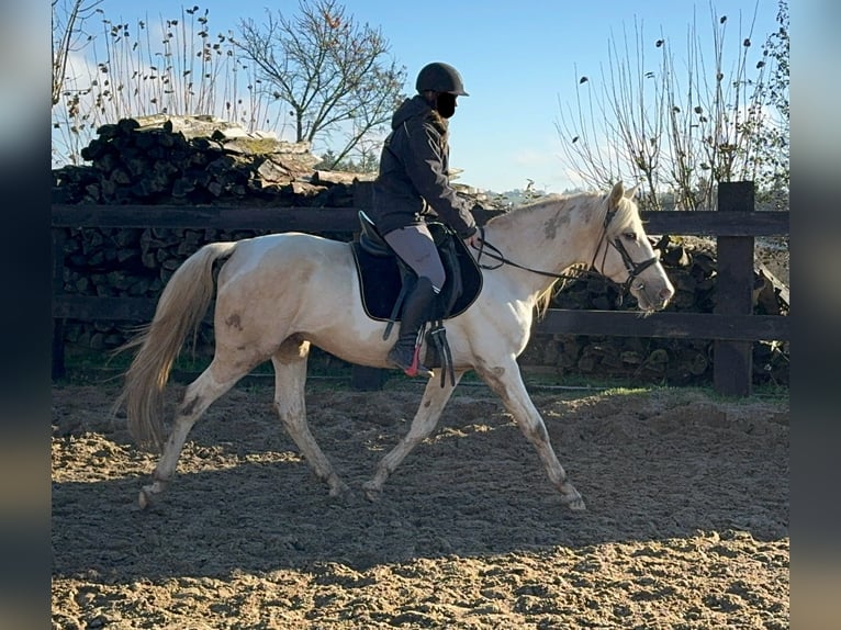 PRE Croisé Étalon 7 Ans 155 cm Palomino in Daleiden