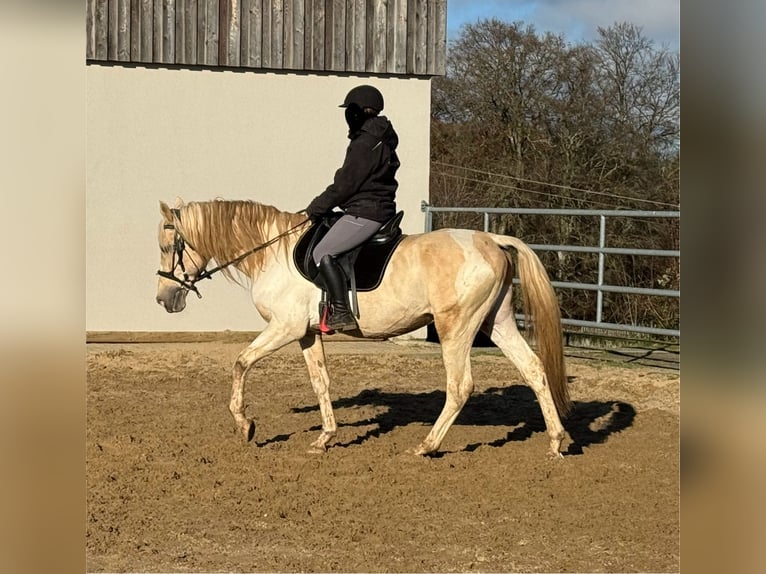 PRE Croisé Étalon 7 Ans 155 cm Palomino in Daleiden