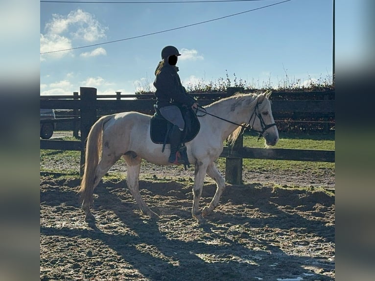 PRE Croisé Étalon 7 Ans 155 cm Palomino in Daleiden