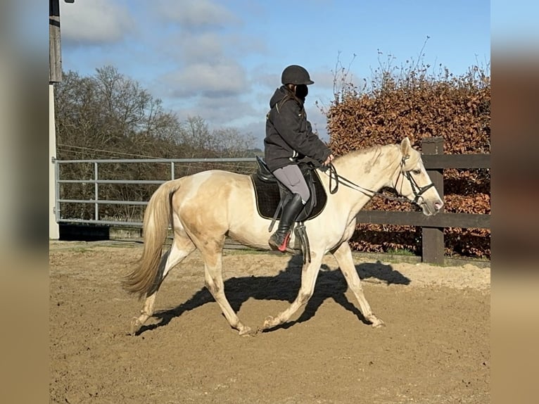 PRE Croisé Étalon 7 Ans 155 cm Palomino in Daleiden