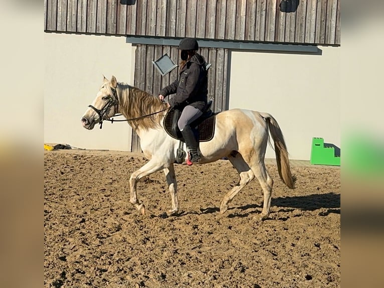 PRE Croisé Étalon 7 Ans 155 cm Palomino in Daleiden