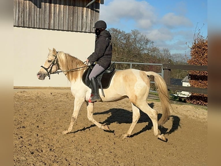 PRE Croisé Étalon 7 Ans 155 cm Palomino in Daleiden