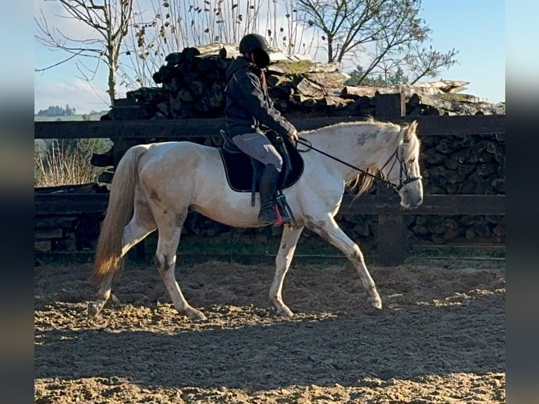 PRE Croisé Étalon 7 Ans 155 cm Palomino in Daleiden