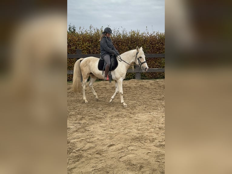 PRE Croisé Étalon 7 Ans 155 cm Palomino in Daleiden