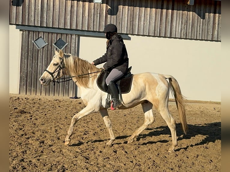 PRE Croisé Étalon 7 Ans 155 cm Palomino in Daleiden