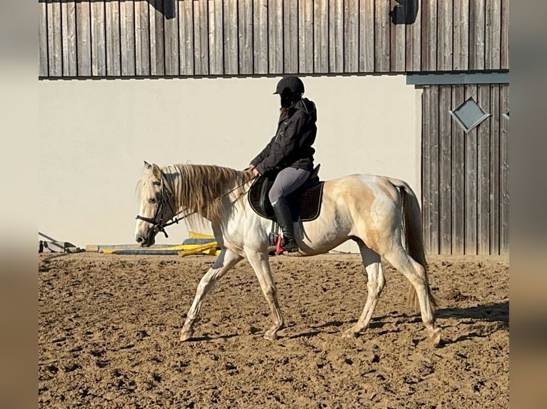 PRE Croisé Étalon 7 Ans 155 cm Palomino in Daleiden