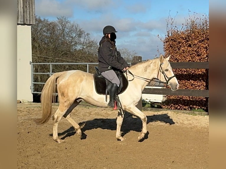 PRE Croisé Étalon 7 Ans 155 cm Palomino in Daleiden