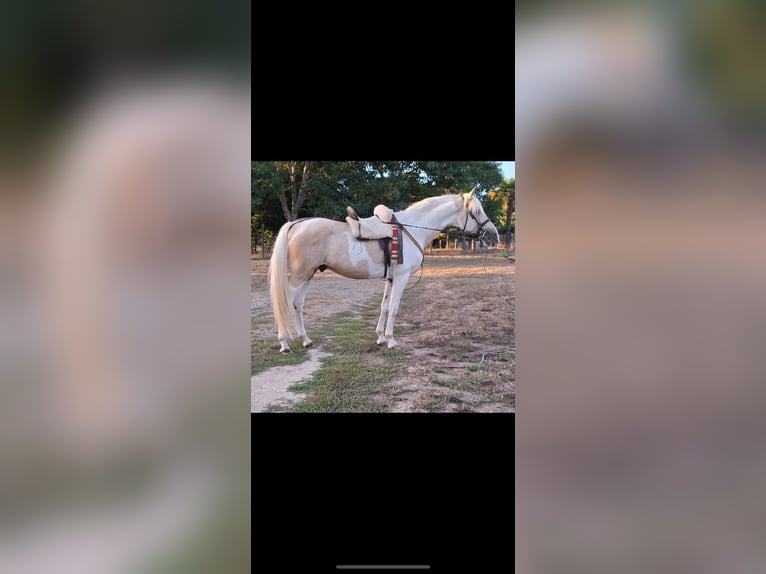 PRE Croisé Étalon 7 Ans 155 cm Palomino in Daleiden