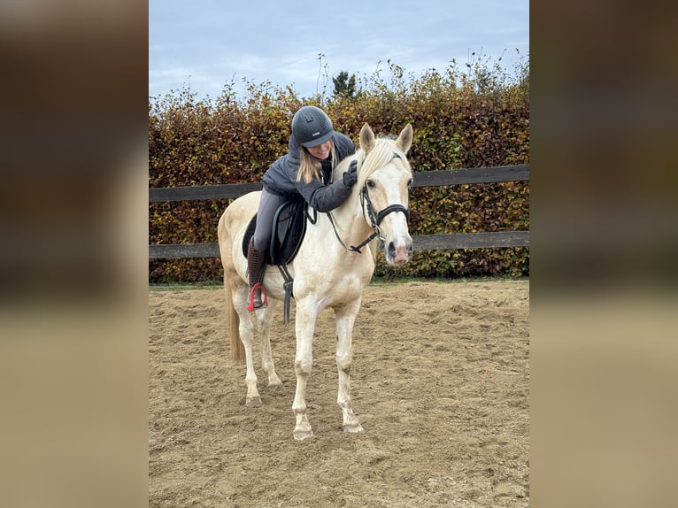 PRE Croisé Étalon 7 Ans 155 cm Palomino in Daleiden