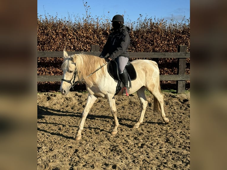 PRE Croisé Étalon 7 Ans 155 cm Palomino in Daleiden