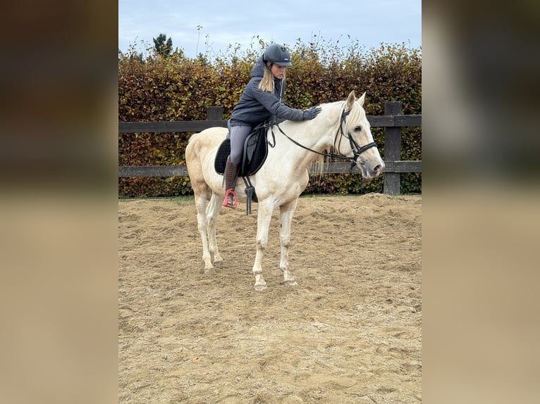 PRE Croisé Étalon 7 Ans 155 cm Palomino in Daleiden