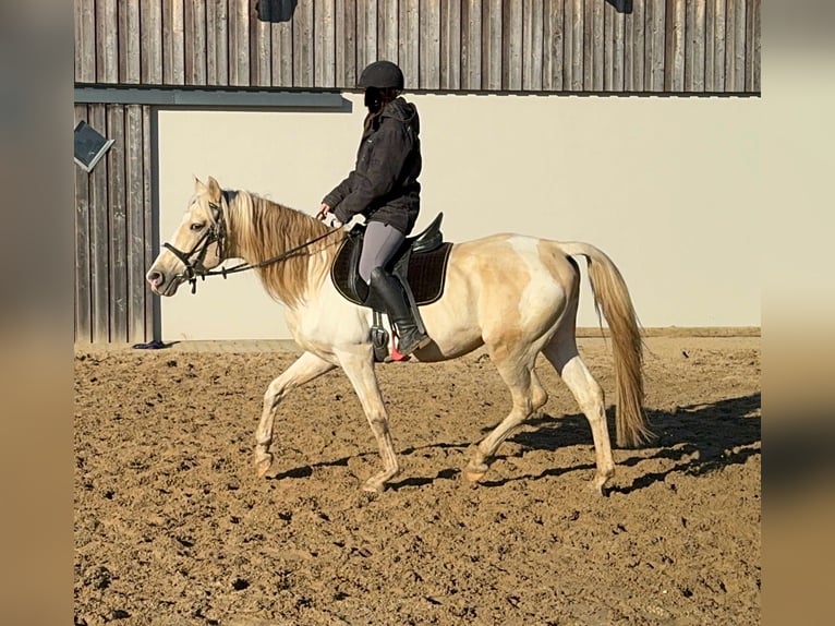 PRE Croisé Étalon 7 Ans 155 cm Palomino in Daleiden