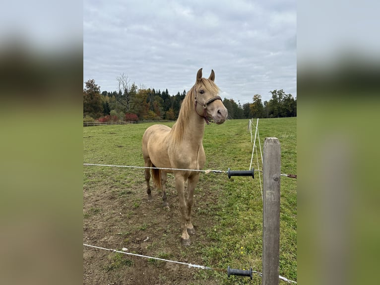 PRE Croisé Étalon 7 Ans 156 cm Perle in Grabenstätt