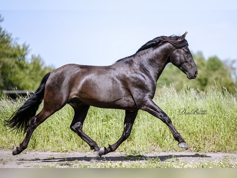 PRE Étalon 7 Ans 157 cm Noir in Jülich