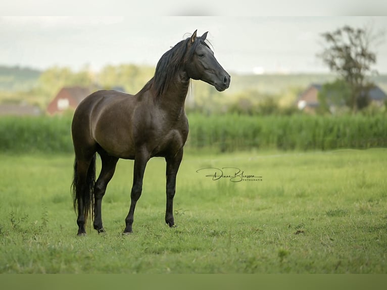 PRE Étalon 7 Ans 157 cm Noir in Jülich