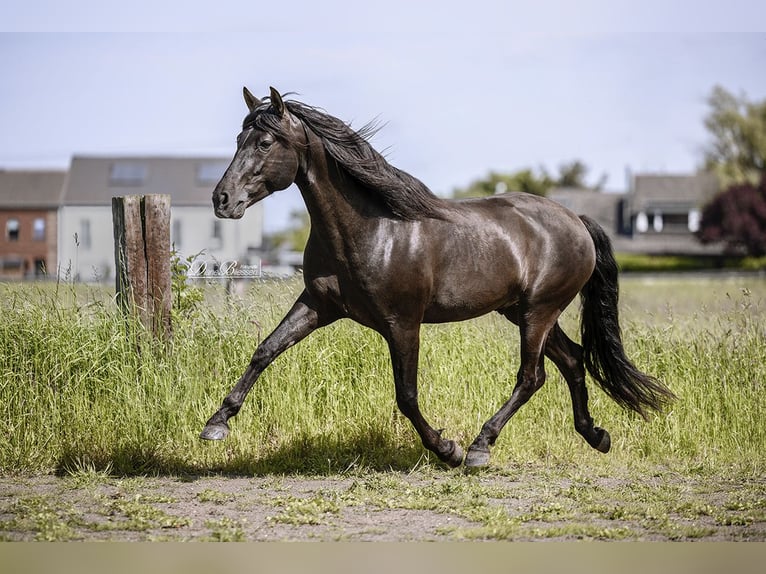 PRE Étalon 7 Ans 157 cm Noir in Jülich