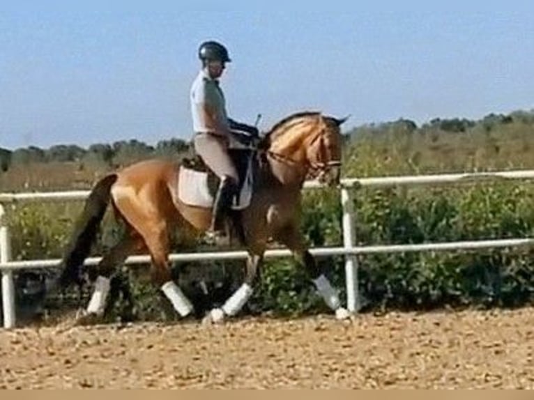PRE Étalon 7 Ans 158 cm Buckskin in Sevilla