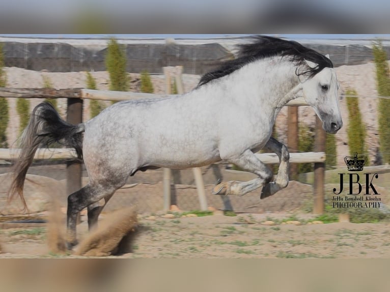 PRE Croisé Étalon 7 Ans 158 cm Gris in Tabernas Almeria