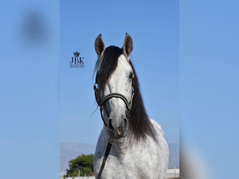 PRE Croisé Étalon 7 Ans 158 cm Gris in Tabernas Almeria