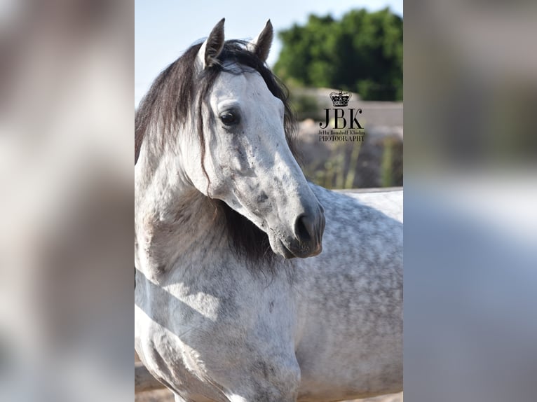 PRE Étalon 7 Ans 158 cm Gris in Tabernas Almeria