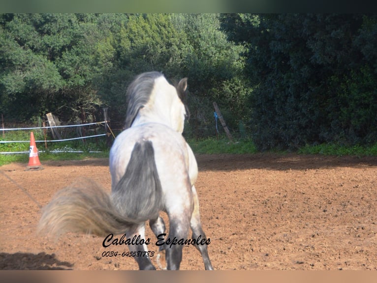 PRE Étalon 7 Ans 158 cm Gris pommelé in Vejer de la Frontera