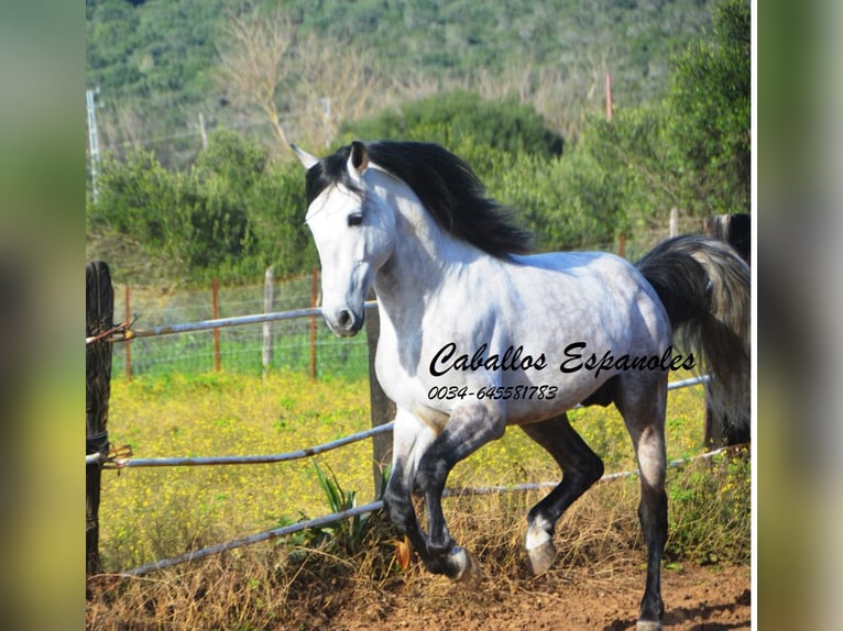 PRE Étalon 7 Ans 158 cm Gris pommelé in Vejer de la Frontera