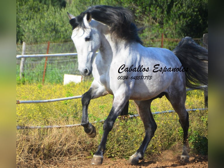 PRE Étalon 7 Ans 158 cm Gris pommelé in Vejer de la Frontera