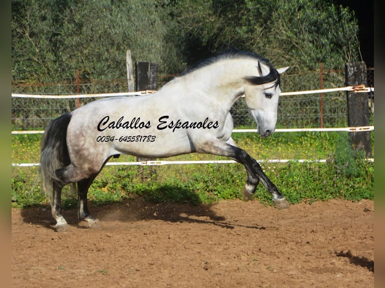 PRE Étalon 7 Ans 158 cm Gris pommelé in Vejer de la Frontera