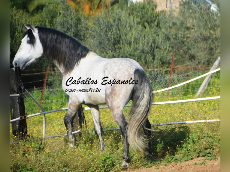 PRE Étalon 7 Ans 158 cm Gris pommelé in Vejer de la Frontera