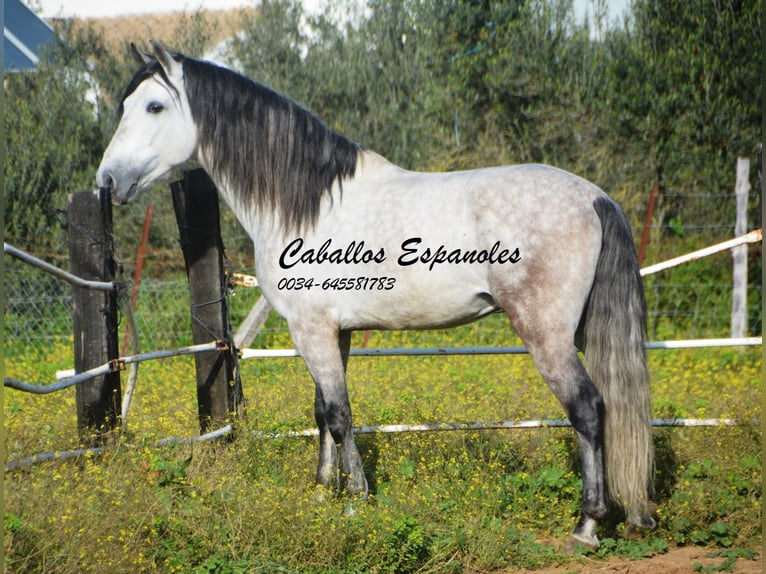 PRE Étalon 7 Ans 158 cm Gris pommelé in Vejer de la Frontera