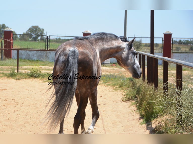 PRE Étalon 7 Ans 159 cm Gris in Vejer de la Frontera