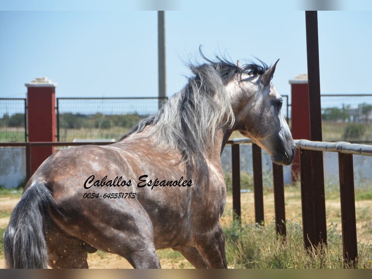 PRE Étalon 7 Ans 159 cm Gris in Vejer de la Frontera