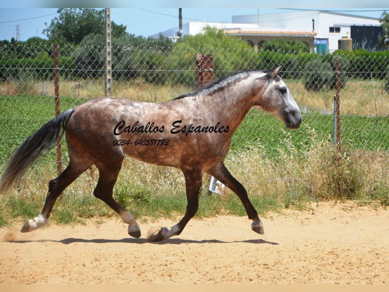 PRE Étalon 7 Ans 159 cm Gris in Vejer de la Frontera