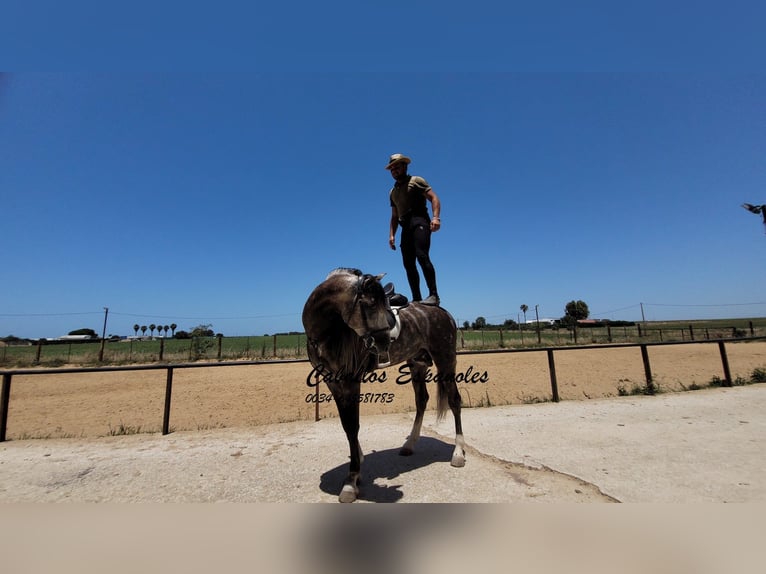 PRE Étalon 7 Ans 159 cm Gris in Vejer de la Frontera