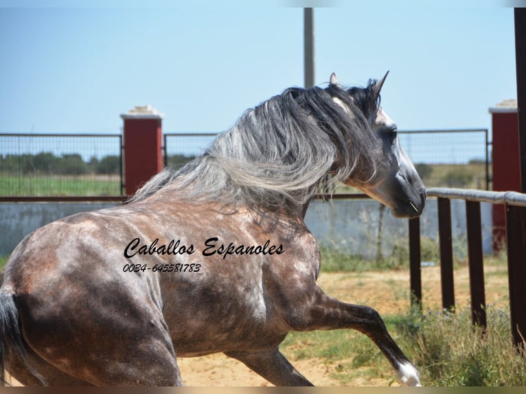 PRE Étalon 7 Ans 159 cm Gris in Vejer de la Frontera