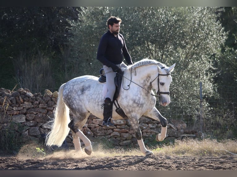 PRE Croisé Étalon 7 Ans 159 cm Gris pommelé in Valencia