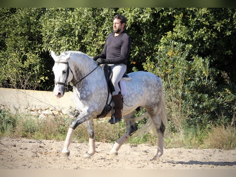 PRE Croisé Étalon 7 Ans 159 cm Gris pommelé in Valencia