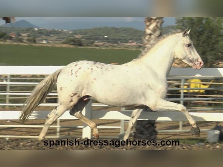 PRE Croisé Étalon 7 Ans 160 cm Blanc in Barcelona