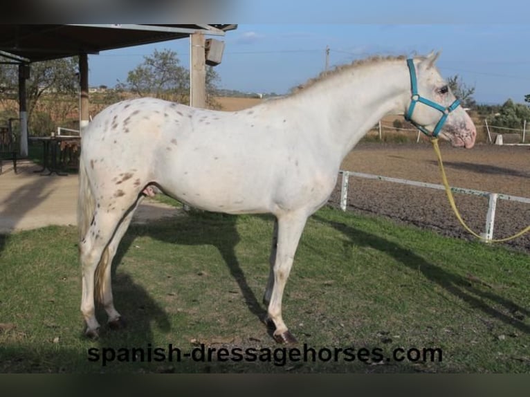 PRE Croisé Étalon 7 Ans 160 cm Blanc in Barcelona