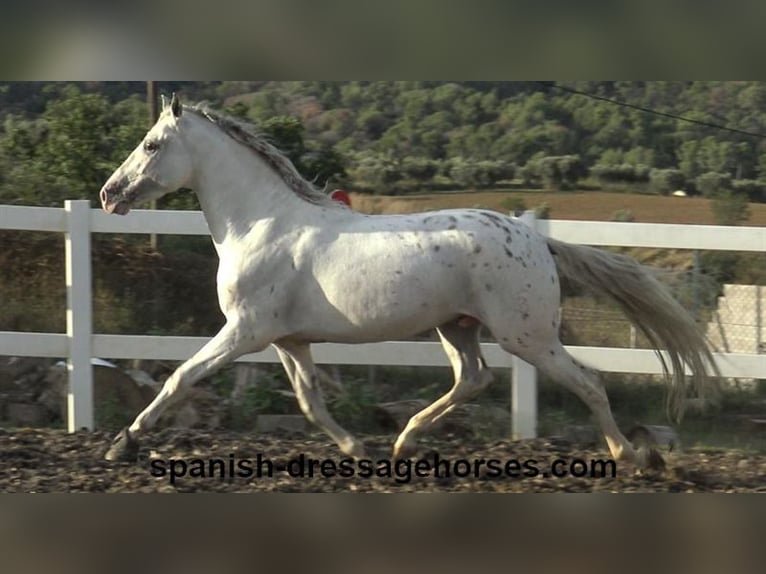 PRE Croisé Étalon 7 Ans 160 cm Blanc in Barcelona