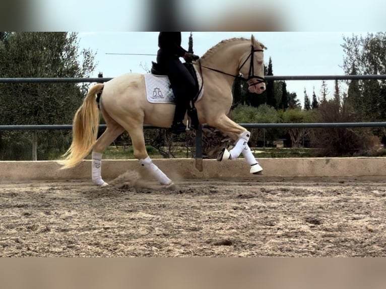PRE Croisé Étalon 7 Ans 160 cm Cremello in Martfeld