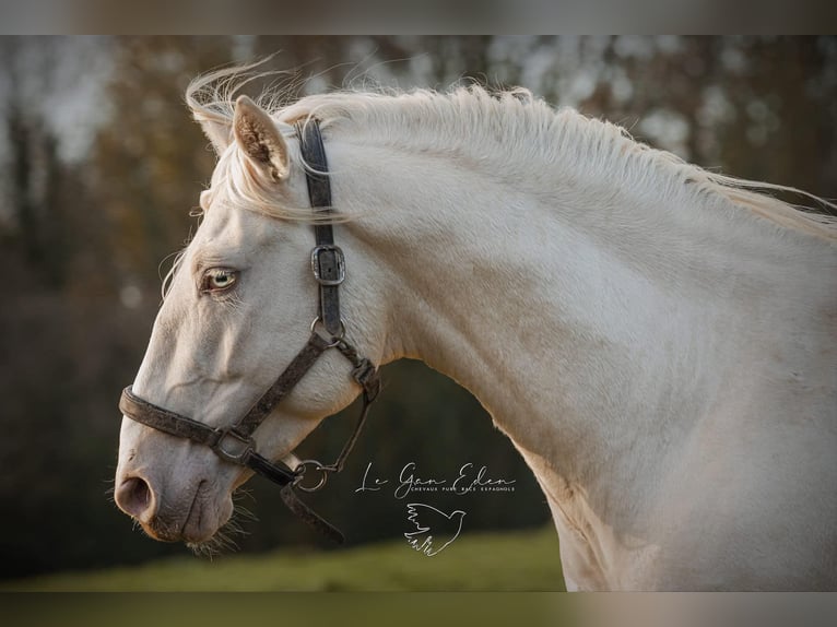 PRE Croisé Étalon 7 Ans 160 cm Cremello in Courtomer