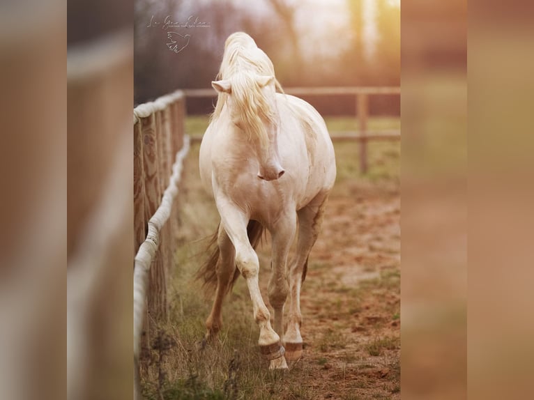 PRE Croisé Étalon 7 Ans 160 cm Cremello in Courtomer