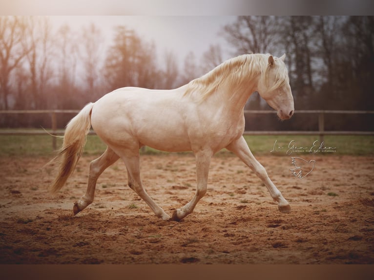 PRE Étalon 7 Ans 160 cm Cremello in Courtomer